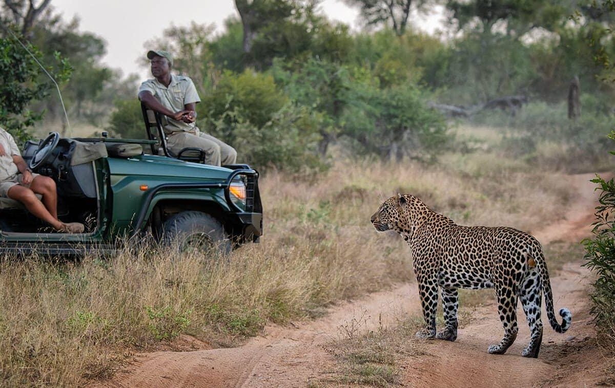 Leopard sighting on a safari