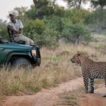 Leopard sighting on a safari