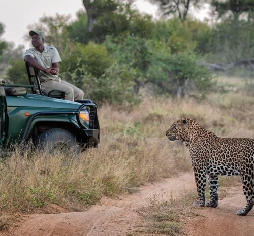 Leopard sighting on a safari