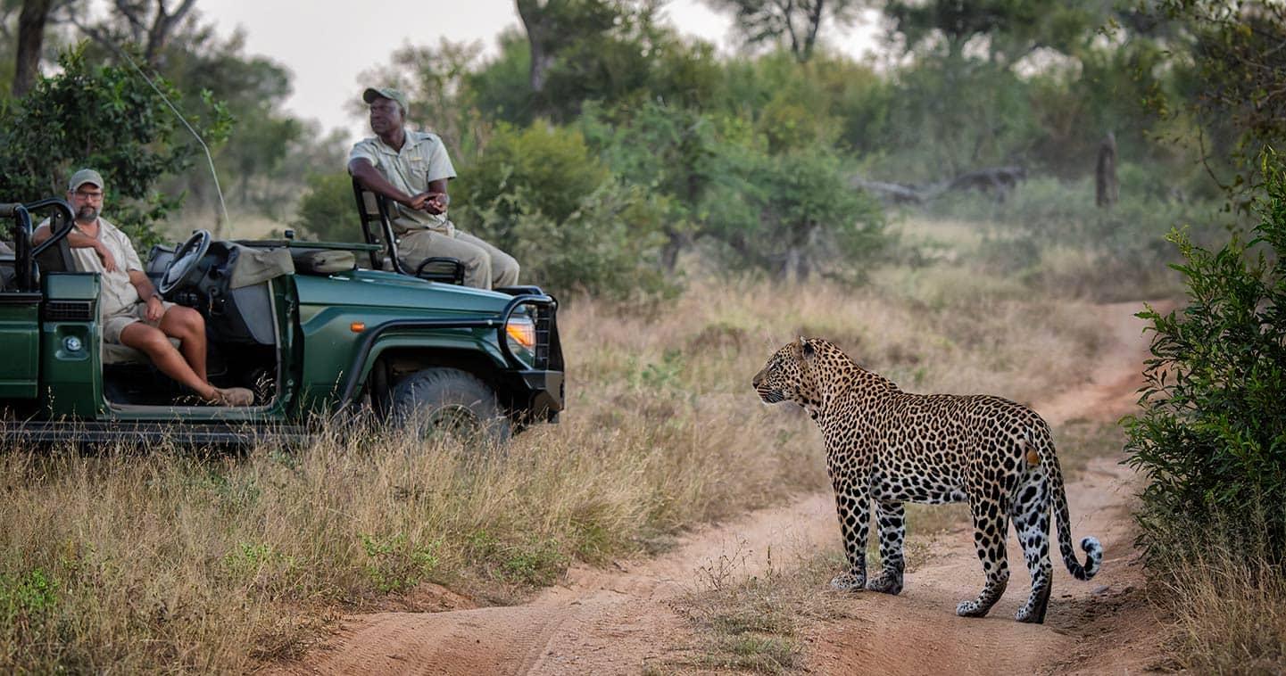 Leopard sighting on a safari