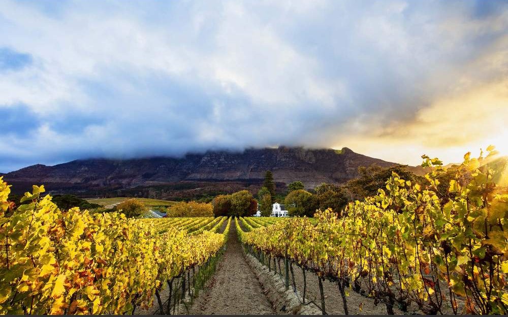 Cape Winelands vineyard tour