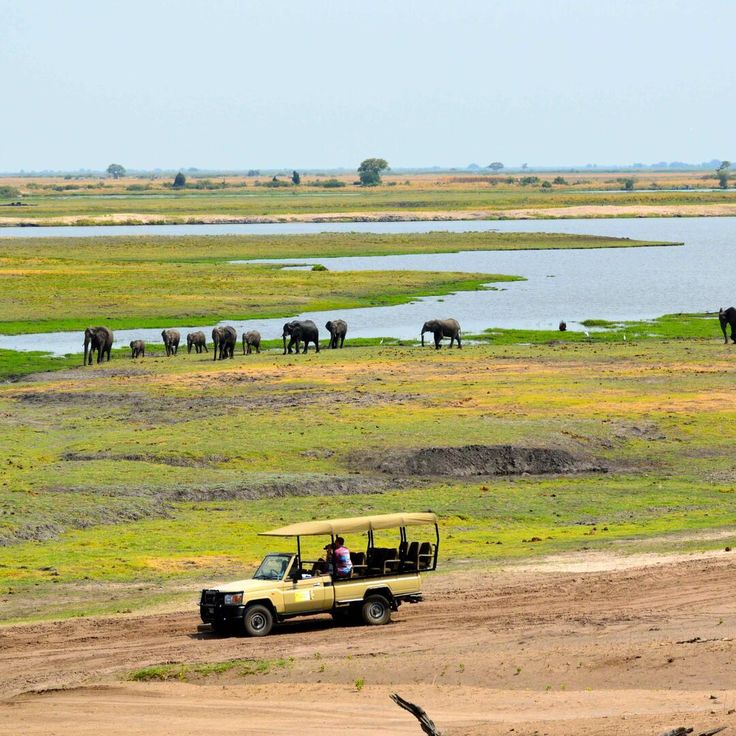 Game Drive at the Chobe National Park