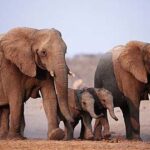 Safari near Cape Town
