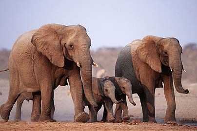 Safari near Cape Town