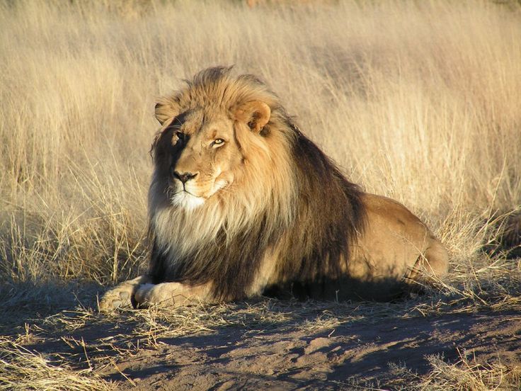 7 day affordable Kruger and Victoria falls adventure