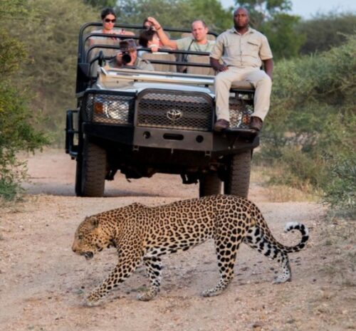 Luxury safari experience,game drive atKruger National Park