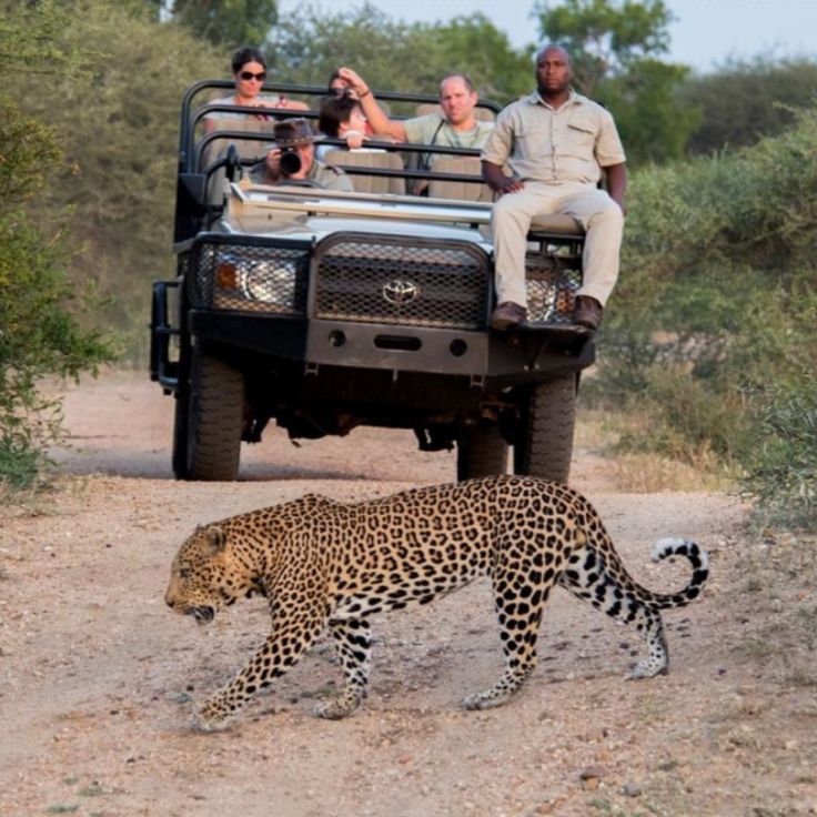 Luxury safari experience,game drive atKruger National Park