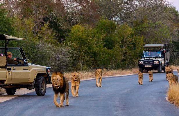 7 day affordable Kruger and Victoria falls adventure
