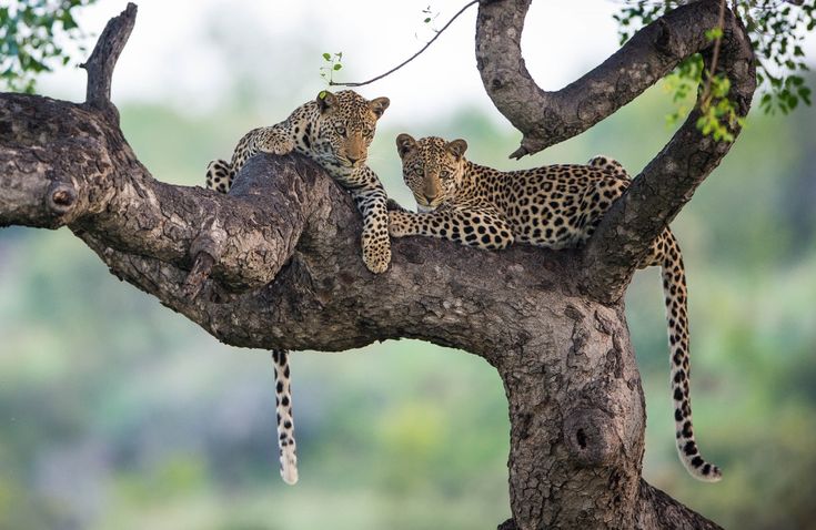 3-Day Madikwe Big Five Safari
