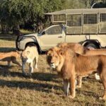 Lions spotted at the Lion and Safari park tour