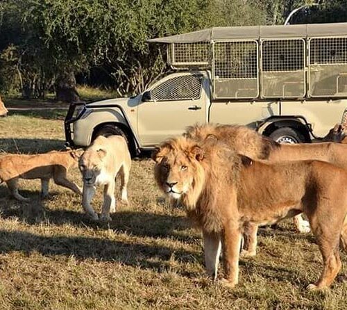Lions spotted at the Lion and Safari park tour