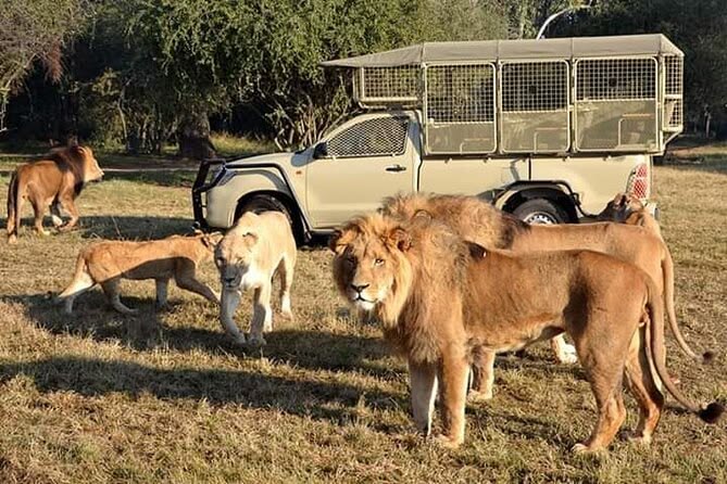 Lions spotted at the Lion and Safari park tour