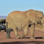3-Day Madikwe Big Five Safari