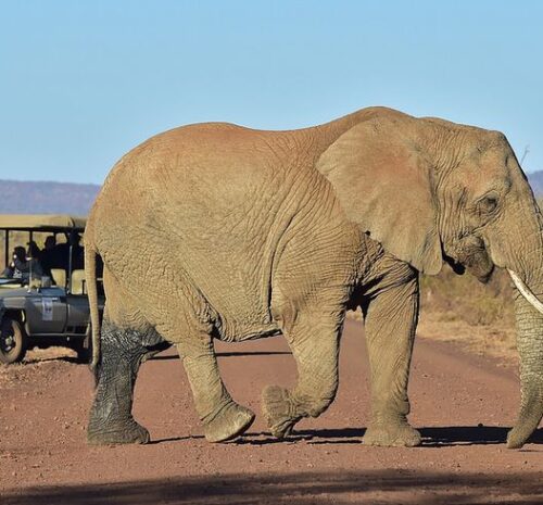 3-Day Madikwe Big Five Safari