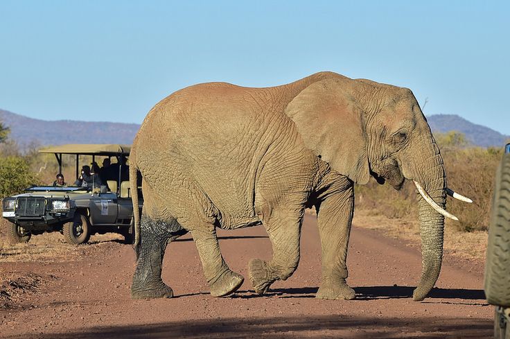 3-Day Madikwe Big Five Safari