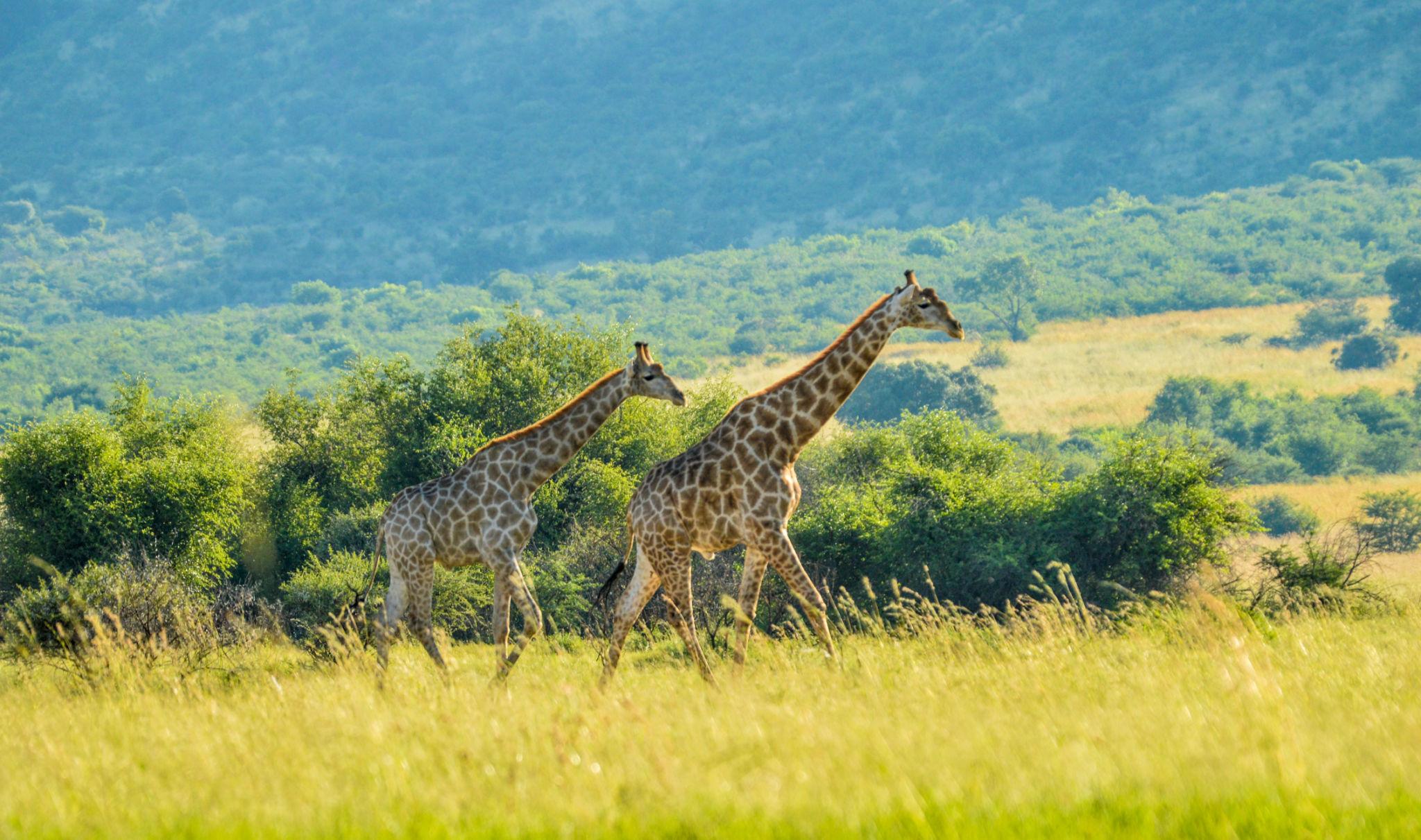 animals that you will see on a safari