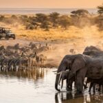 Cheapest Countries for Safari in Africa