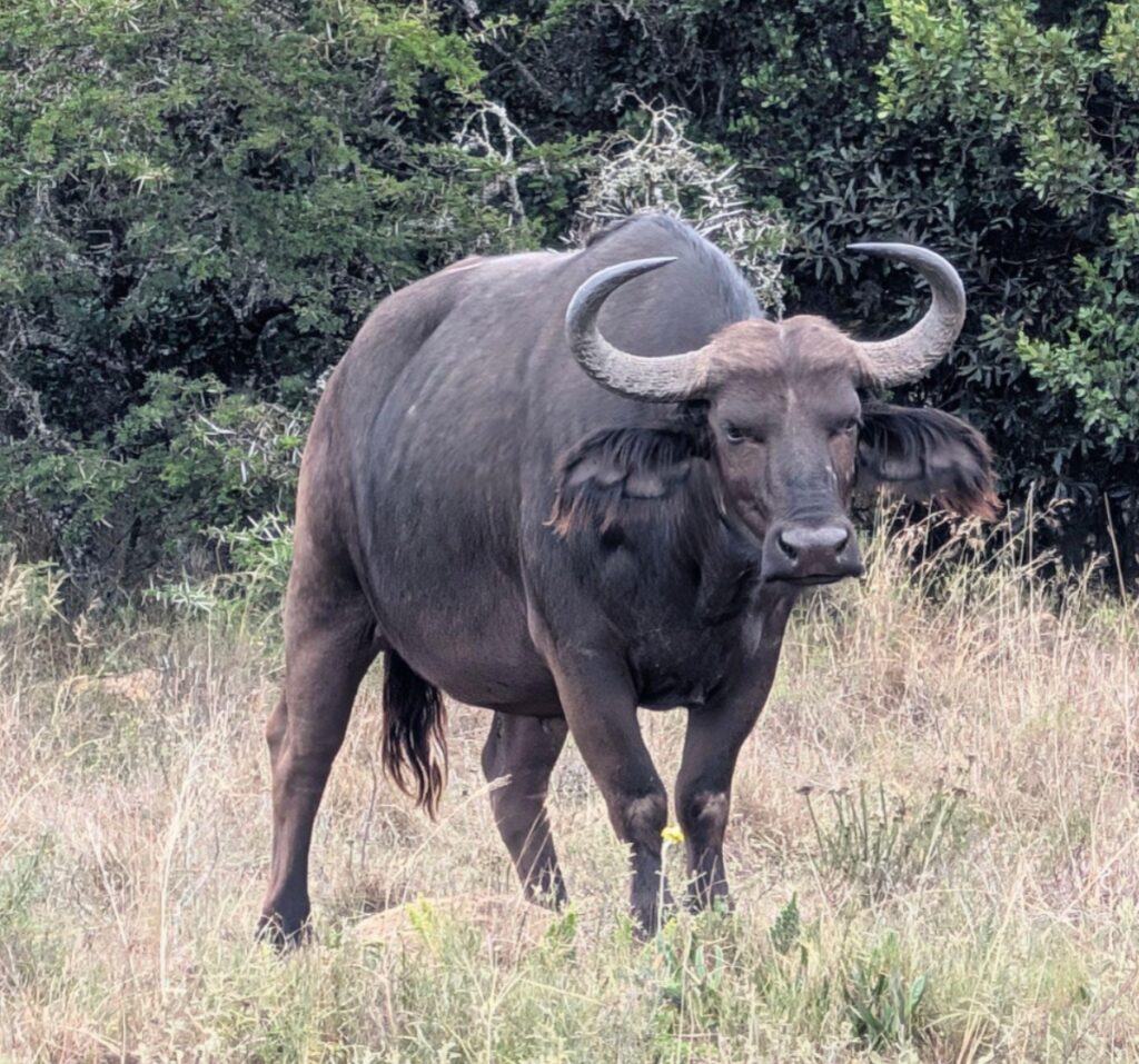 animals that you will see on a safari