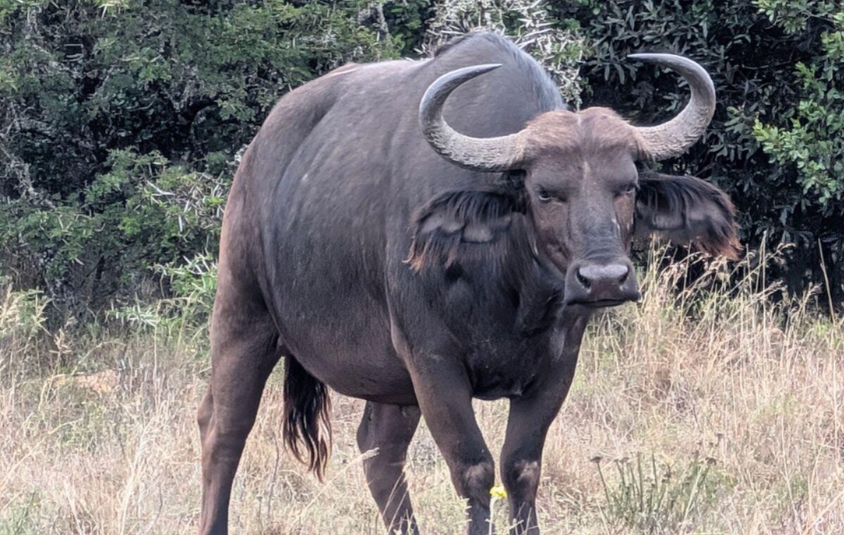 animals that you will see on a safari