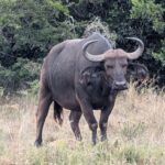 Bufallo sighting on a safari