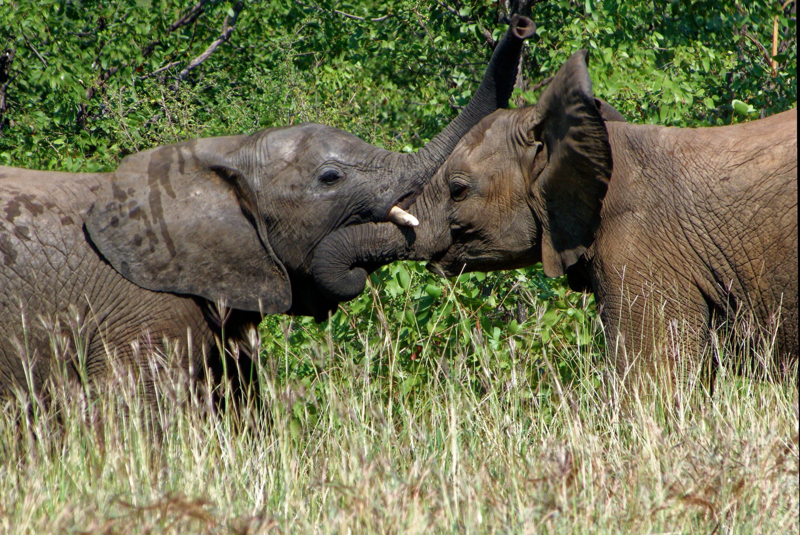 Elephant Experience