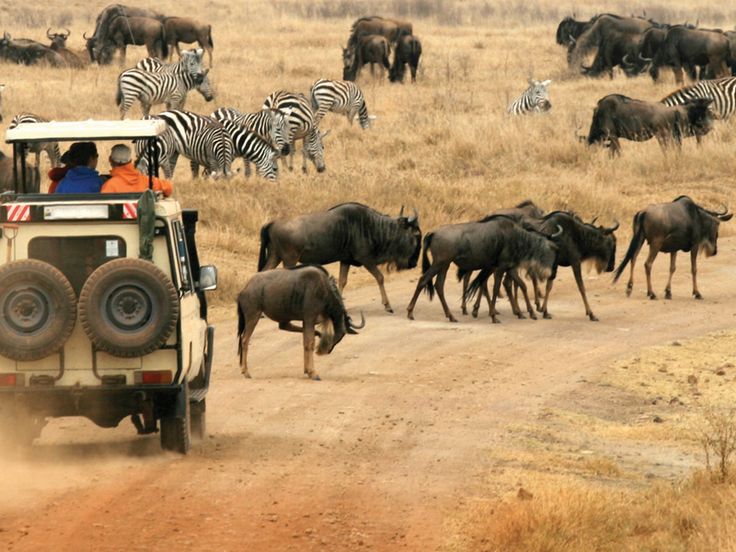 Kruger National Park Full Day Game Drive