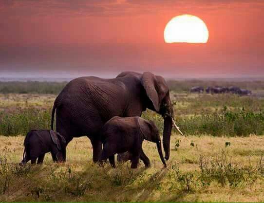 4-Day Luxury Safari at Elephant Plains Lodge in Sabi Sands