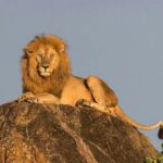 Kruger National Park Safari