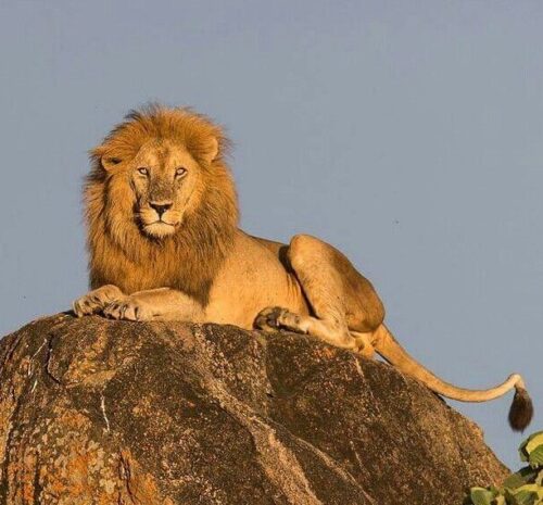 Kruger National Park Safari