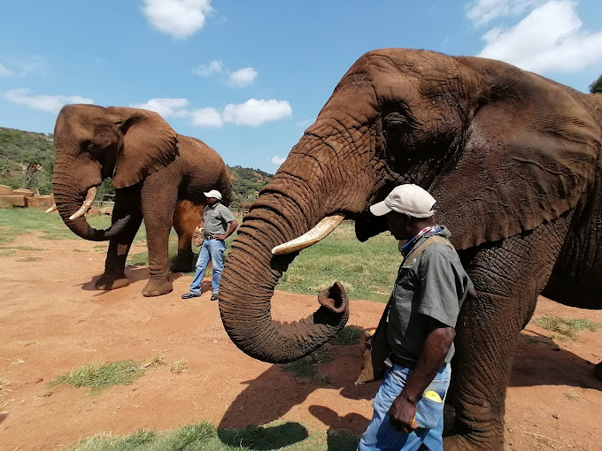 Haartbeespoort Elephant Sanctuary