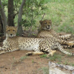 Cheetahs lazying around spotted during a safari