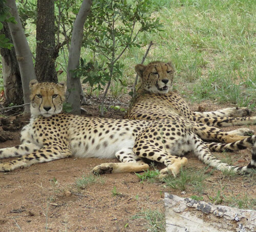 Cheetahs lazying around spotted during a safari