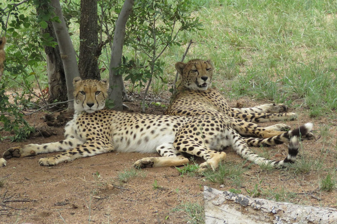 Ann van Dyke Cheetah Centre