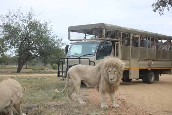 Lion Park Tour