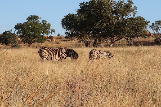 Dinokeng Game Reserve Safaris