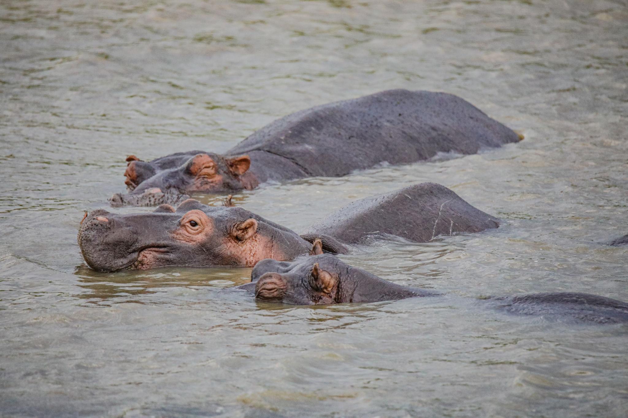 animals that you will see on a safari