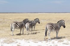 Zebras spotted at Etosha National Park