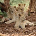 Is an African Safari Worth It? Honest Review