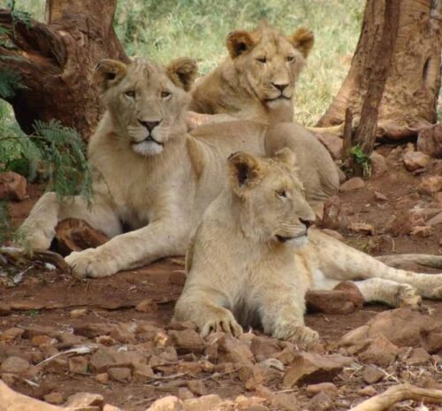 Is an African Safari Worth It? Honest Review