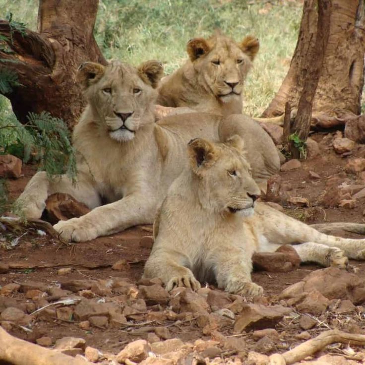 ½-Day Guided Sunrise Game Drive at Dinokeng Game Reserve