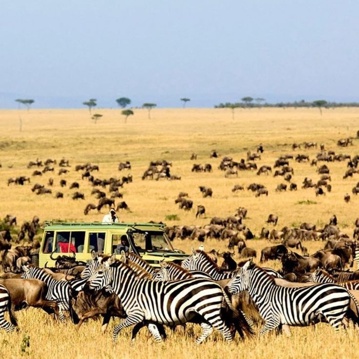 Serengeti safari