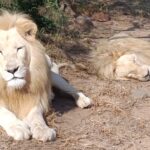 Best Safari for First-Time Visitors