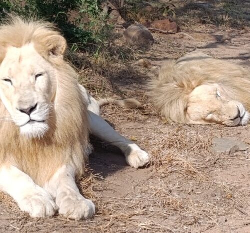 Best Safari for First-Time Visitors