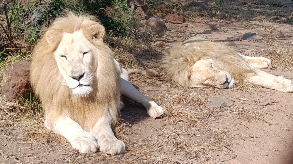 Best Safari for First-Time Visitors
