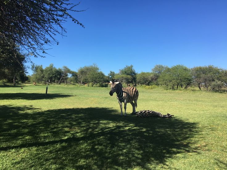 2-Day Overnight Safari at Dinokeng Game Reserve