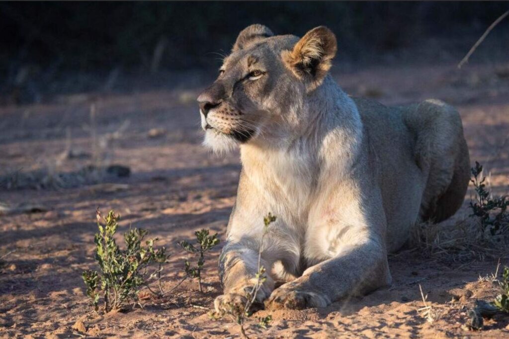 Male lion spotted on a South African safari adventure