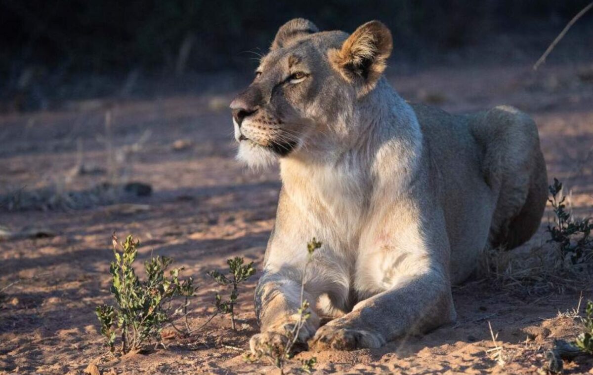 Male lion spotted on a South African safari adventure