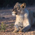 Male lion spotted on a South African safari adventure
