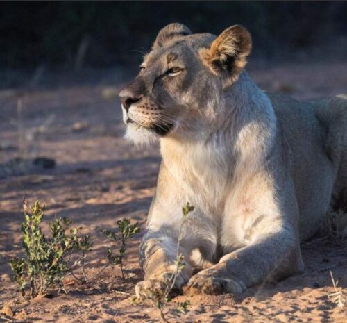 Male lion spotted on a South African safari adventure