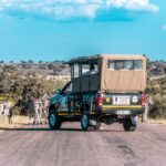 Game Drive in Kruger National Park South Africa